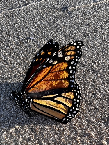 Monarch