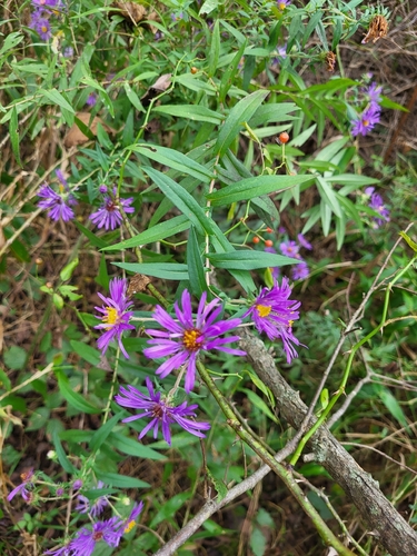 New England aster