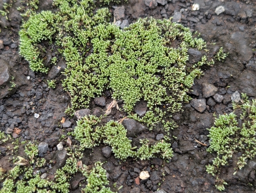 Bryum argenteum observed 2026-09-24