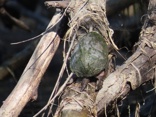 Eastern Musk Turtle