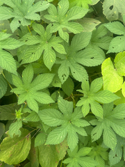 Humulus scandens, photograph (c) 岸本年郎, some rights reserved (CC BY)