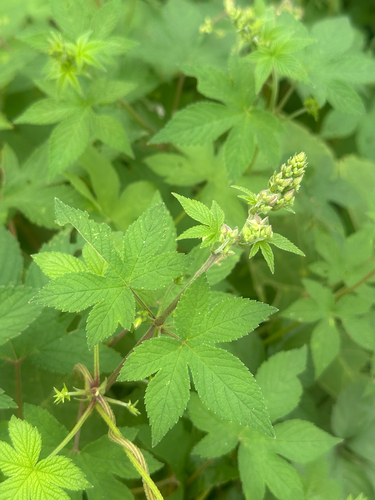 Humulus scandens, photograph 4