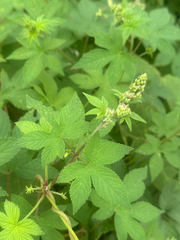 Humulus scandens, photograph (c) 岸本年郎, some rights reserved (CC BY)