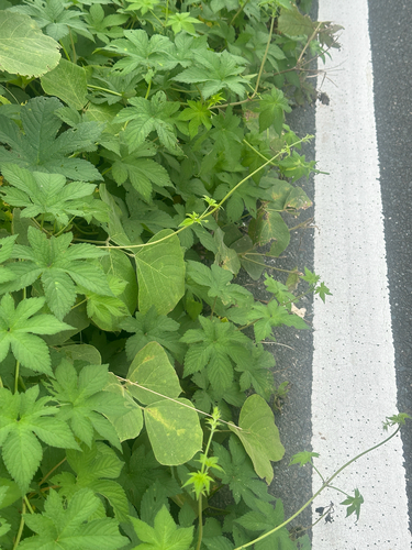 Humulus scandens, photograph 5