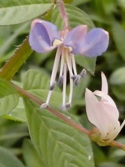 Cleome rutidosperma