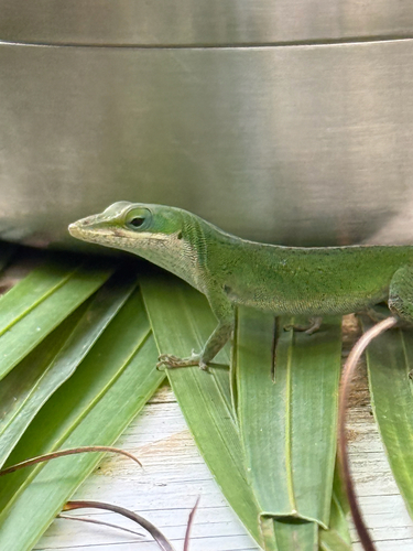 Green Anole