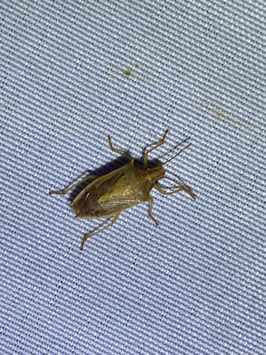 Rice Stink Bug