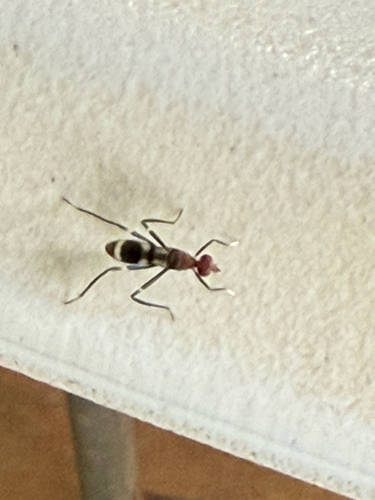 Paragrallomyia angulata