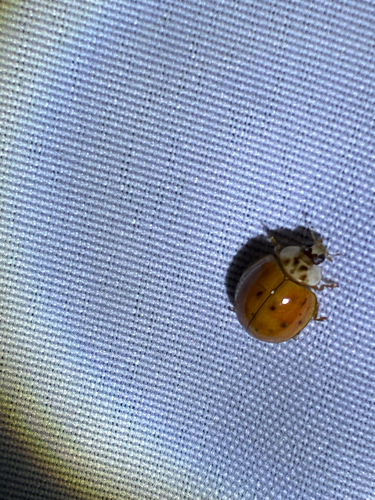 Asian Lady Beetle