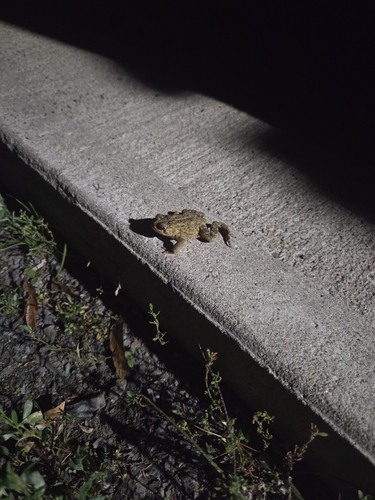 American Toad