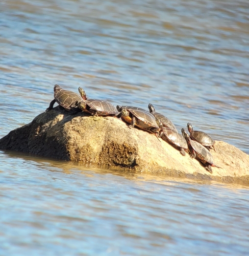 Midland Painted Turtle
