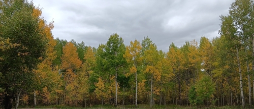 quaking aspen
