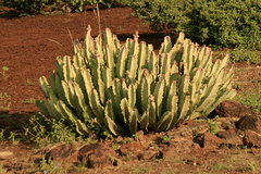 Caralluma