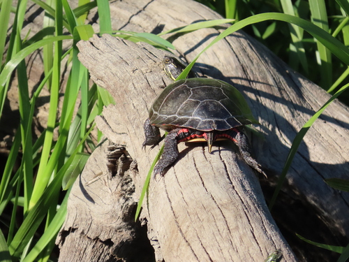 Midland Painted Turtle