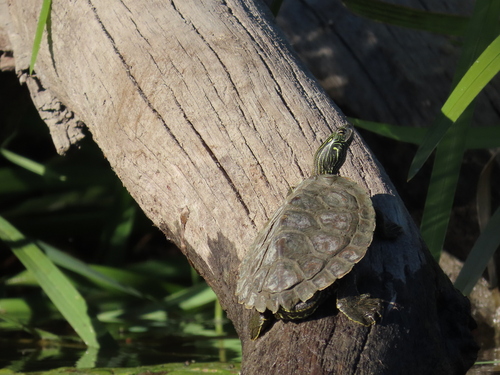 Northern Map Turtle