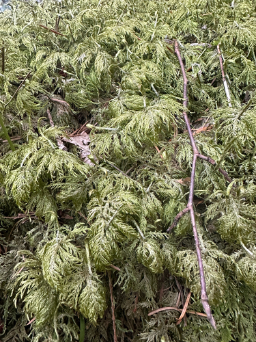 stairstep moss