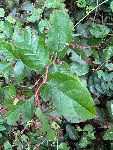 salal