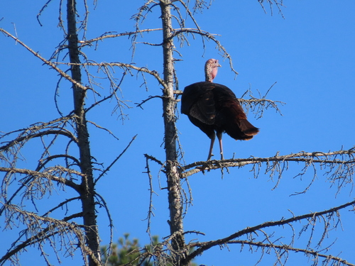Wild Turkey