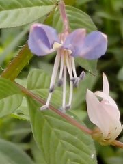 Cleome rutidosperma