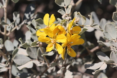 Senna artemisioides helmsii