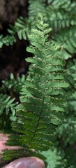 Adiantum aleuticum
