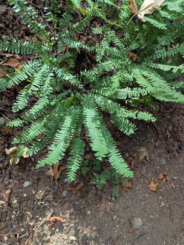 Adiantum aleuticum, photograph 2