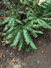 Adiantum aleuticum, photograph (c) John Brew, some rights reserved (CC BY)