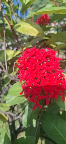 Ixora casei observed 2026-09-25