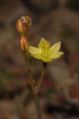 Bulbine semibarbata