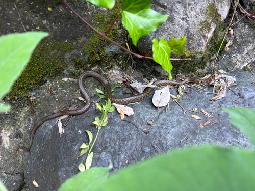 Hebius yanbianensis