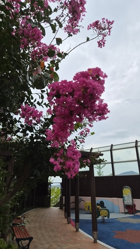 Crape-myrtle