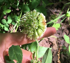 Trifolium reflexum