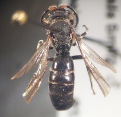 Hylaeus basalis