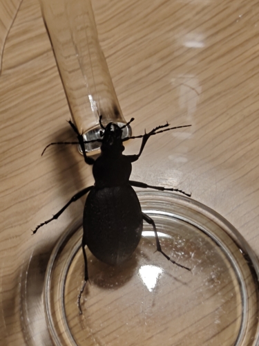 Leather Beetle