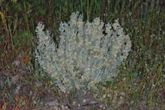 Atriplex lindleyi lindleyi