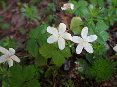 Rubus pedatus, photograph (c) Todd Huang, some rights reserved (CC BY)