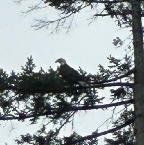 Bald Eagle