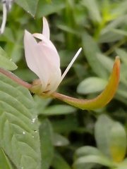 Cleome rutidosperma
