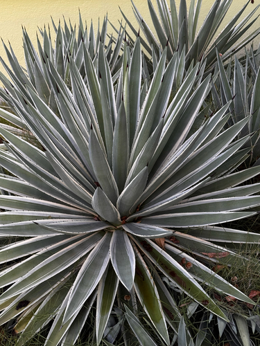 Agave angustifolia observed 2026-09-25