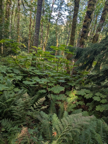 Oplopanax horridus, photograph 3