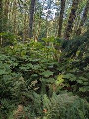 Oplopanax horridus, photograph (c) John Brew, some rights reserved (CC BY)