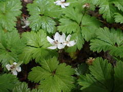 Rubus pedatus