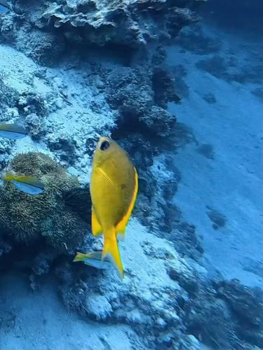 Chromis analis observed 2026-09-23