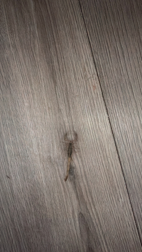Striped Bark Scorpion