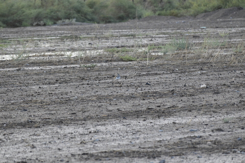 Killdeer