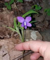 Viola subsinuata