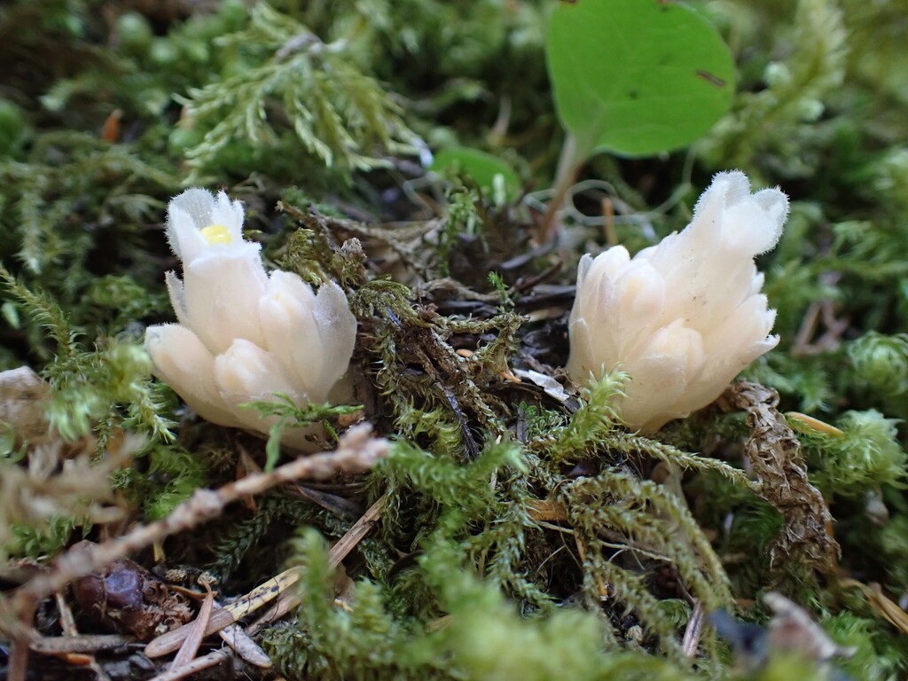 Hemitomes congestum; photograph (c) Todd Huang, some rights reserved (CC BY)