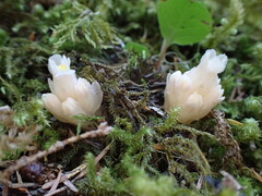 Hemitomes congestum