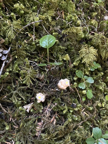 Hemitomes congestum, photograph 1