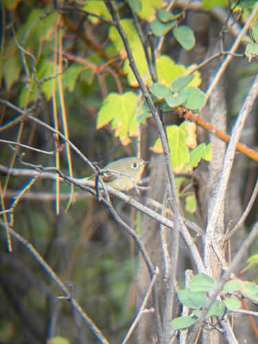 Ruby-crowned Kinglet